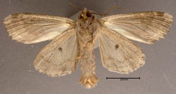 Media type: image;   Entomology 622420 Aspect: habitus ventral view